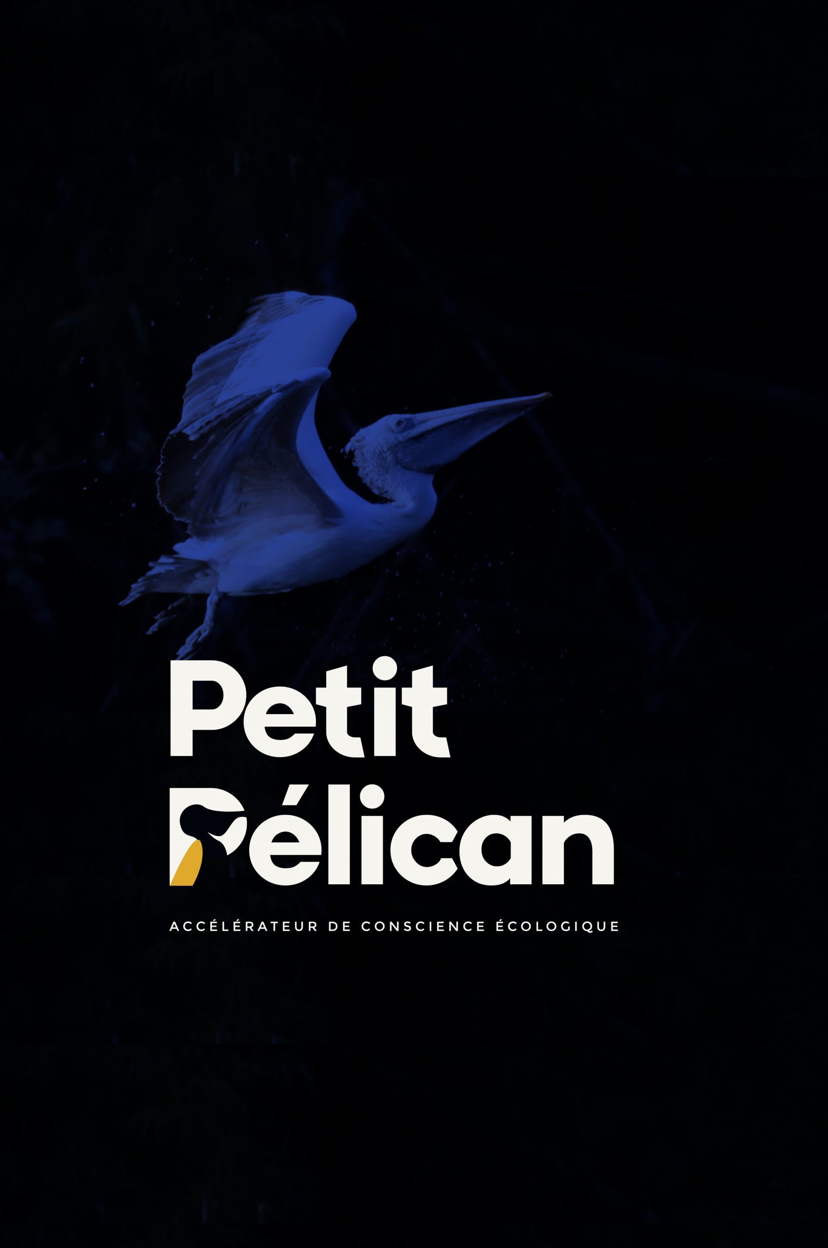 Petit Pélican