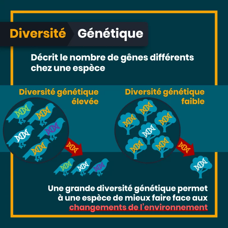 definition_biodiversite_7_genetique.png