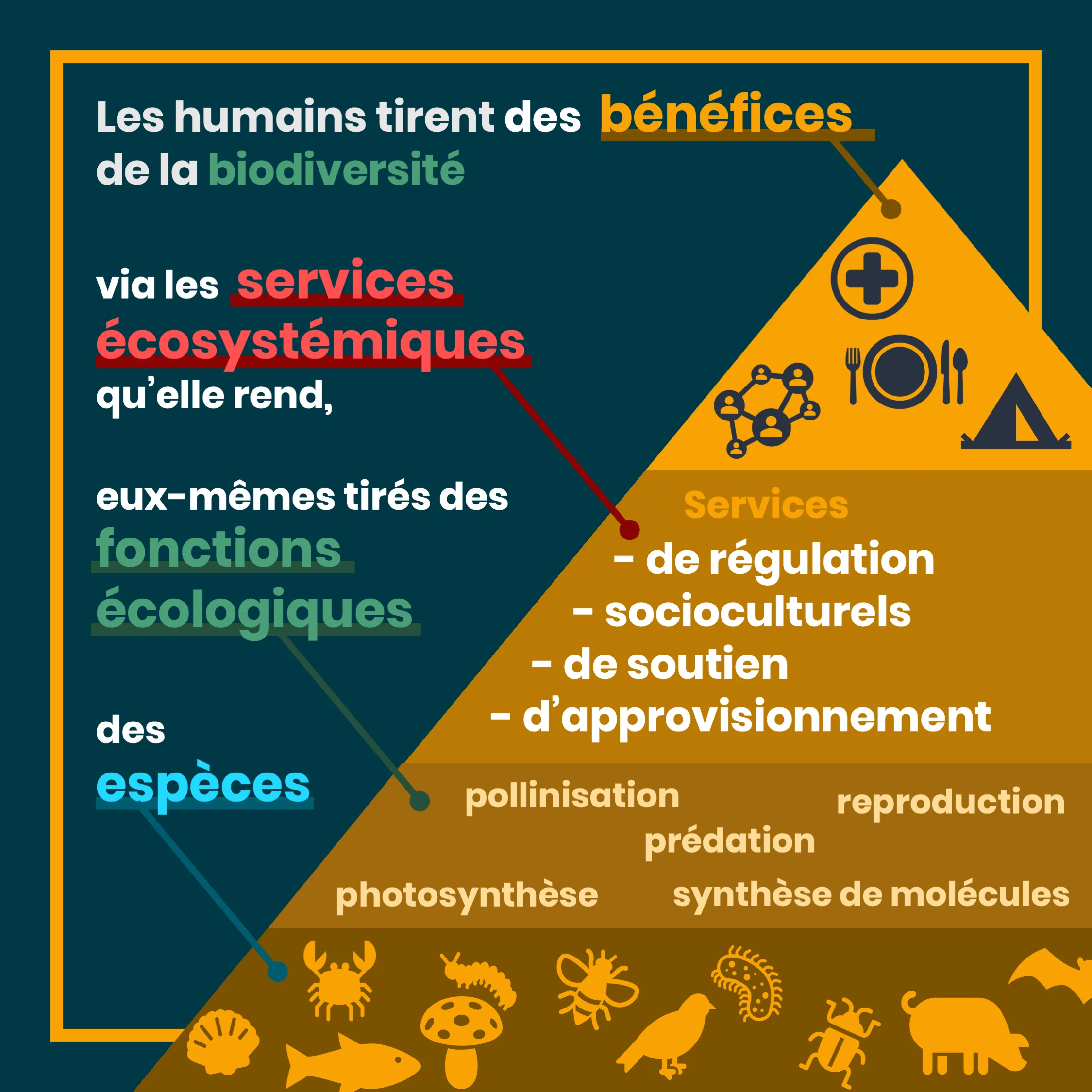 services_ecosystemiques_3_services.png